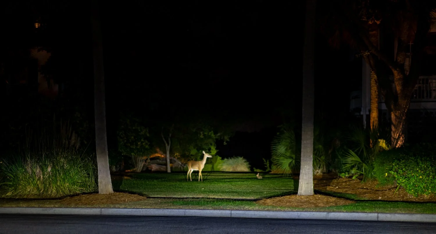 theforestB.jpg