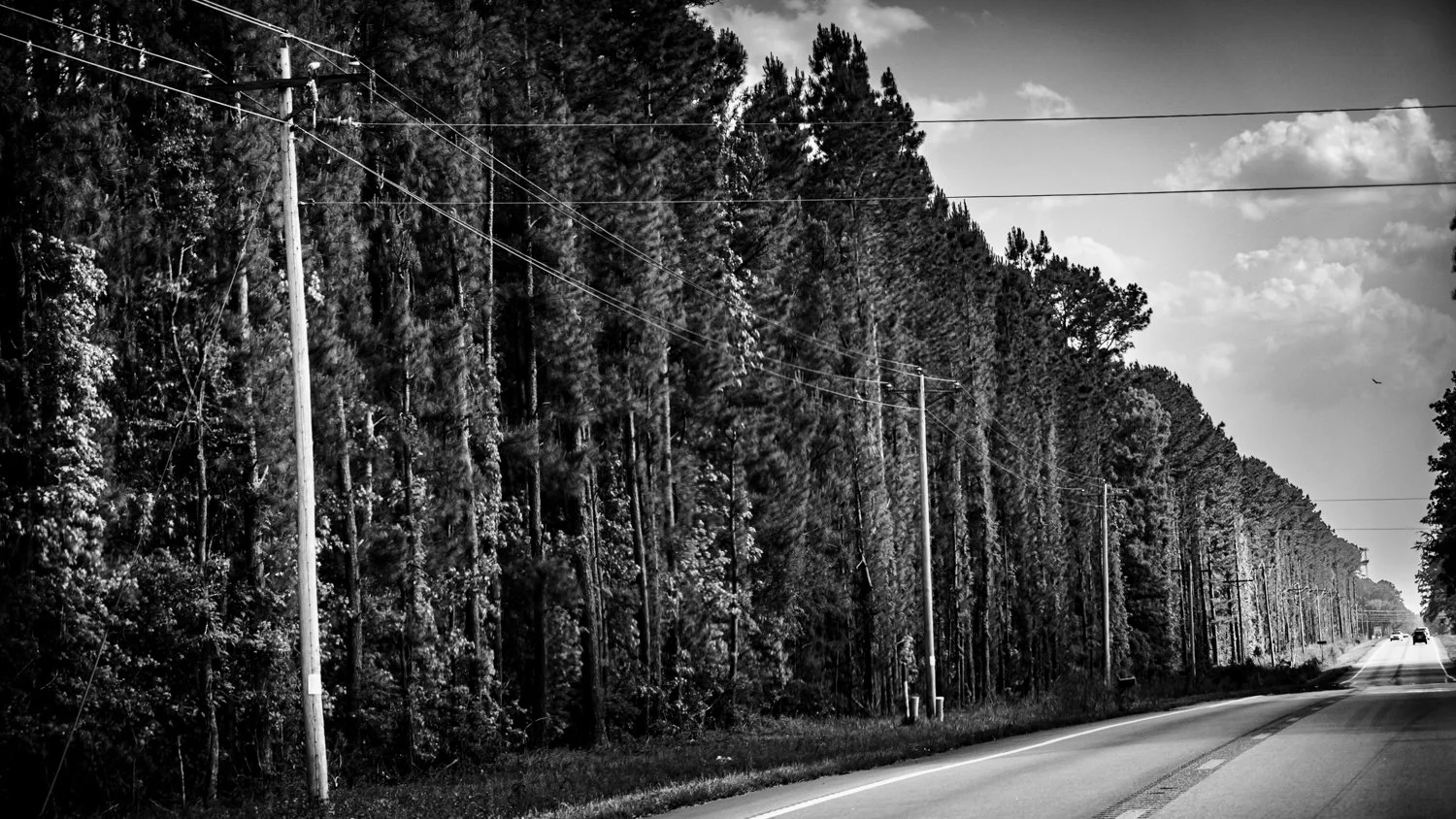 theforestB-8.jpg