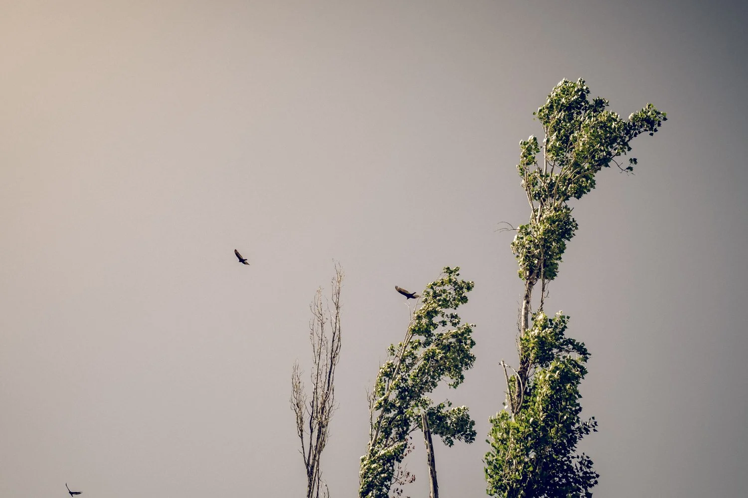 theforestB-10.jpg
