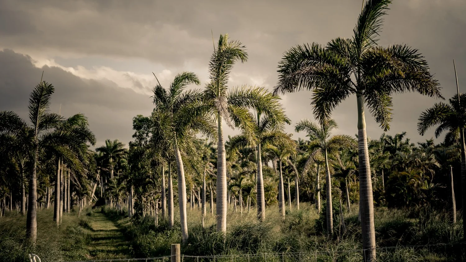 theforestB-15.jpg