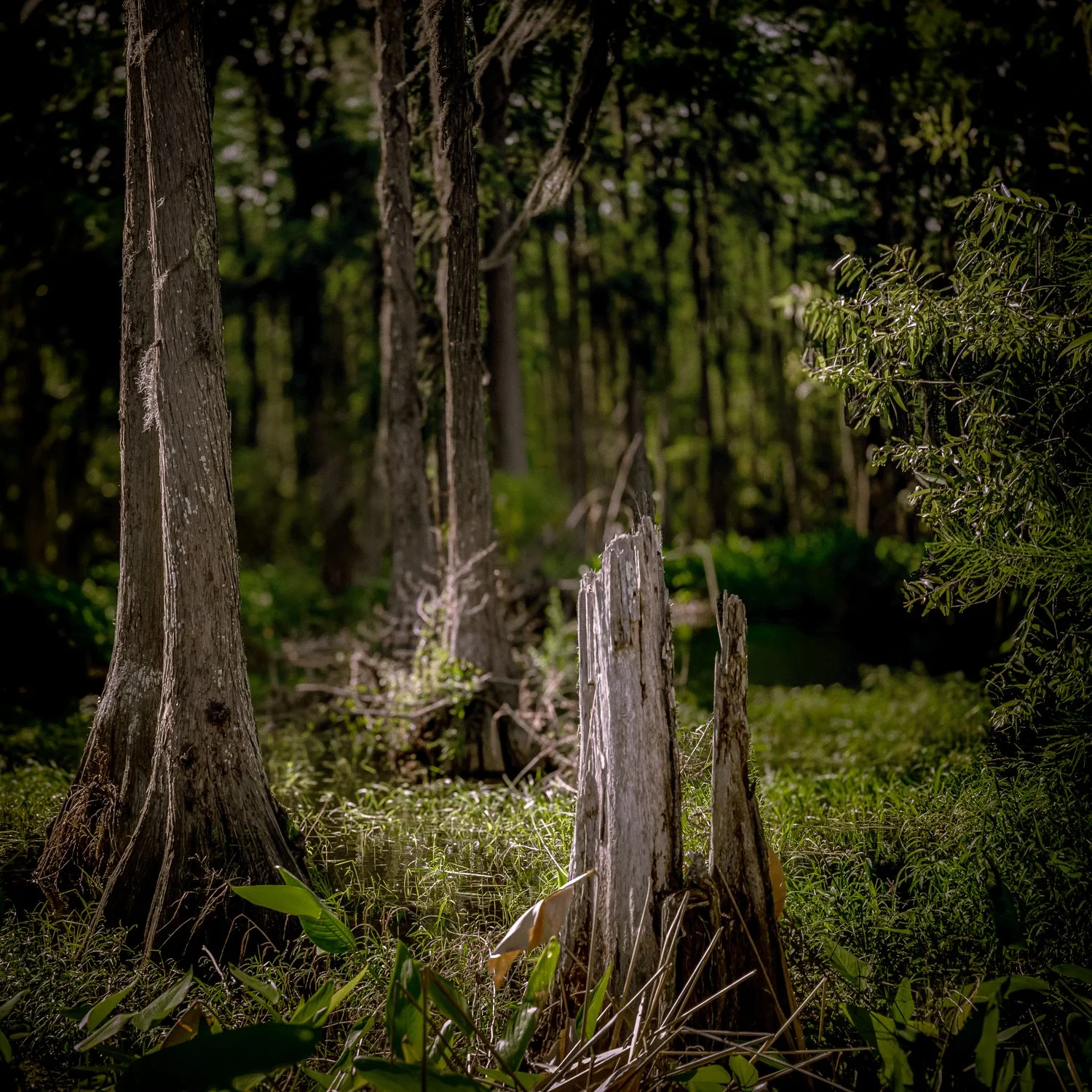 theforestB-16.jpg