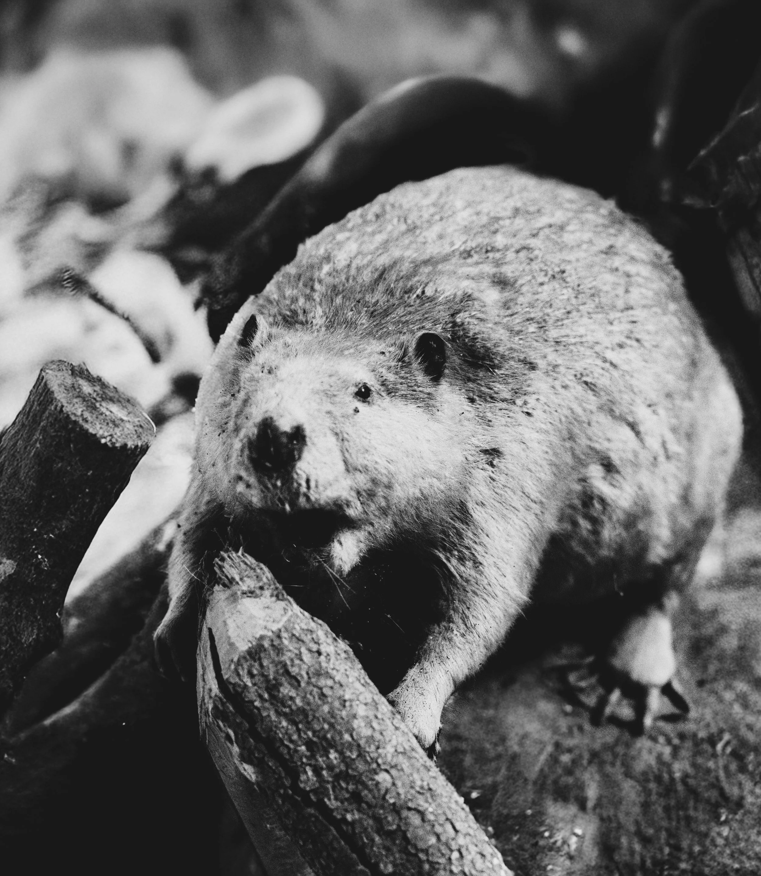 beaver.jpg