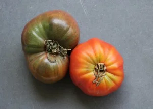 From The Great Tomato Book by Gary Ibsen & Joan Nielsen