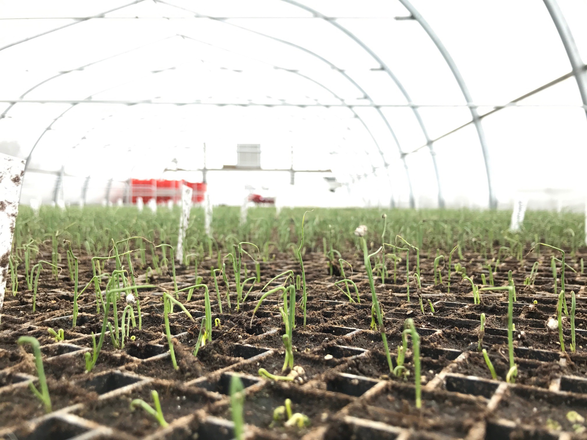 baby onion seedlings closeup.jpg