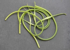 garlic scapes.jpg