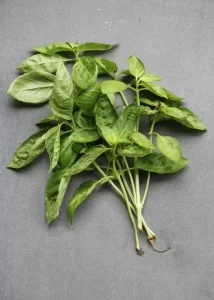 basil.jpg