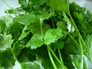 cilantro.jpg