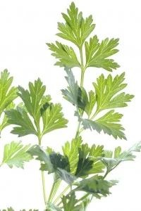 parsley.jpg