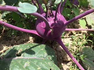 kohlrabi.jpg
