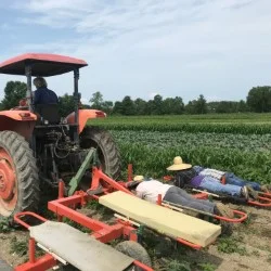 Lay down bed weeder in action!