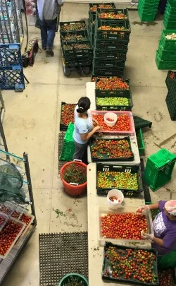 destemming cherry tomatoes.jpg