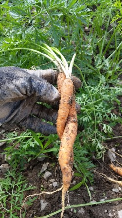 Carrot embrace.jpg