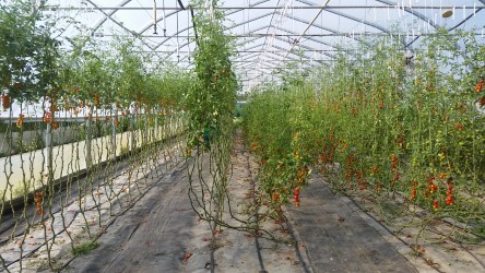 Greenhouse tomato vines.jpg