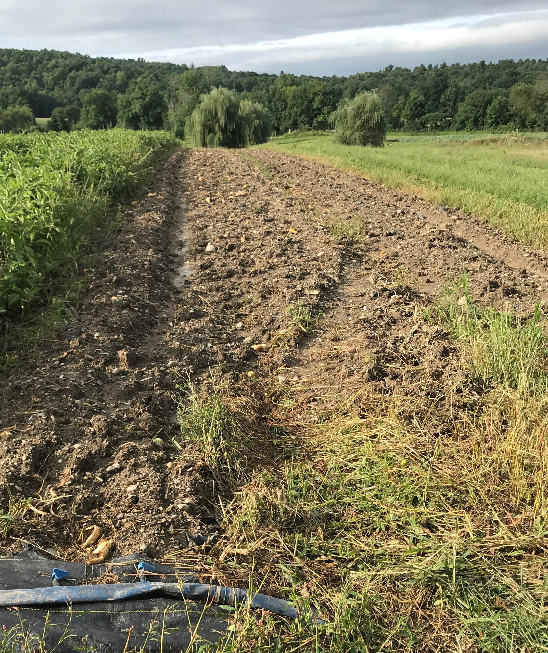 Soil erosion at Katchkie 