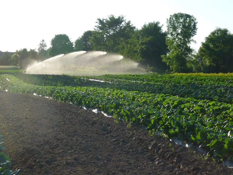 Edible Manhattan: With Over 500 Shares, Running One of New York City’s Largest CSAs Takes Expert Planning