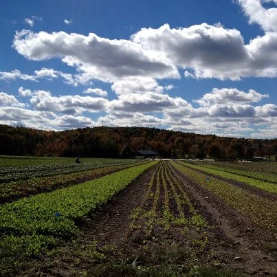 Year of the Farmer