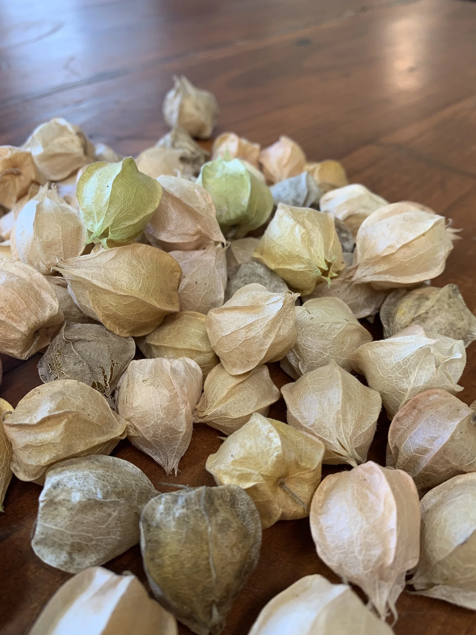 Husk Cherry (or Ground Cherry)