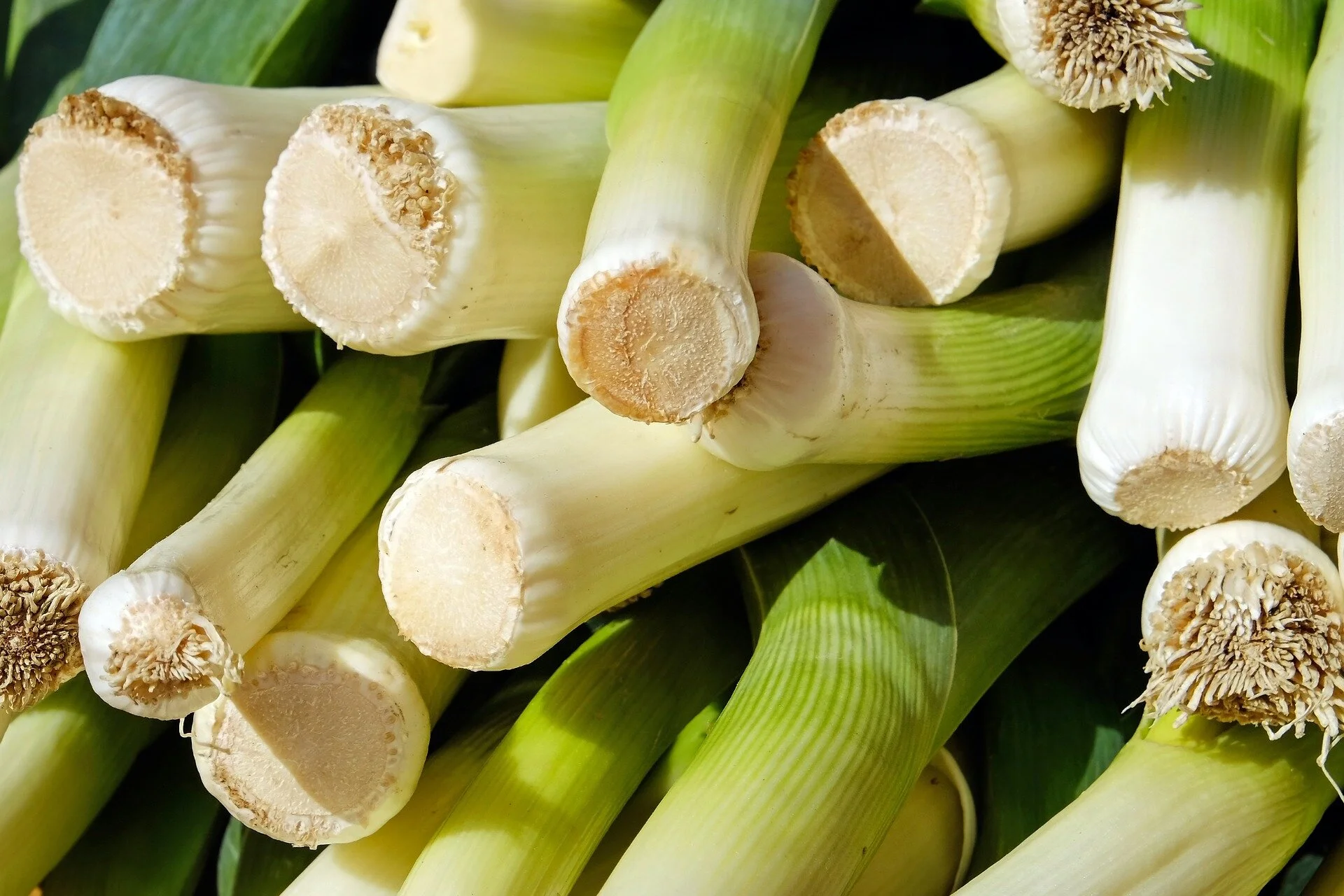 leek-2199563_1920.jpg