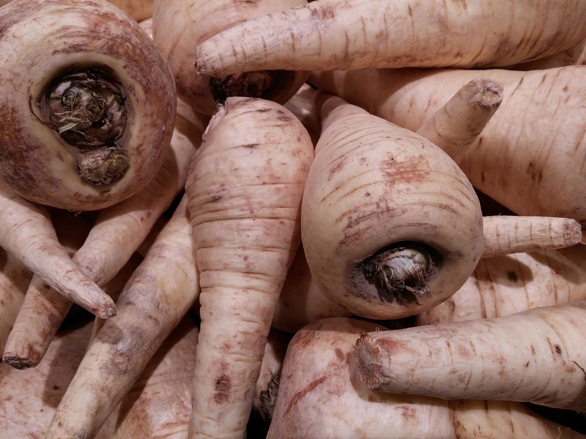 parsnips-2111592_1920.jpg
