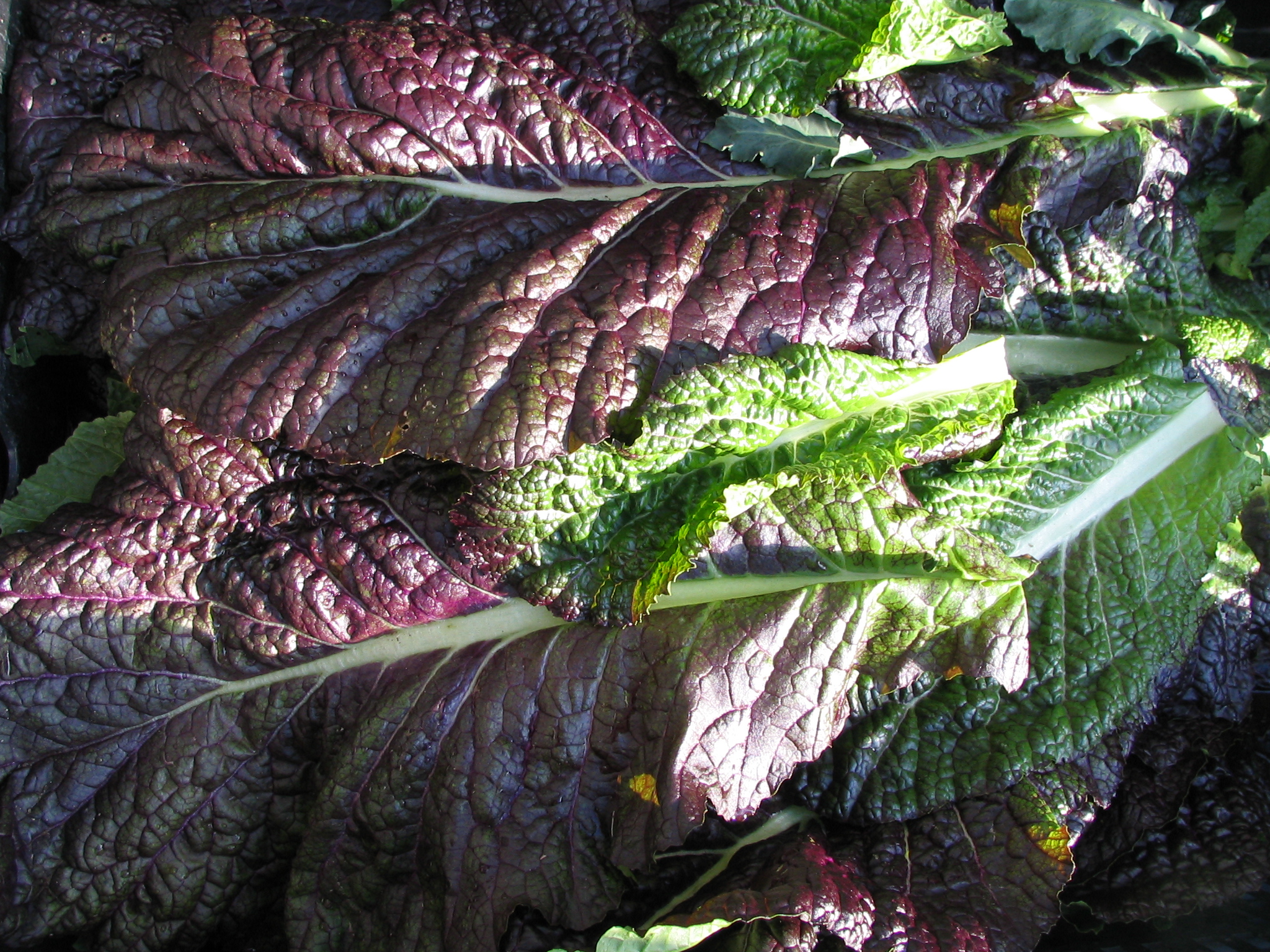 RAYO KO SAAG (Stir-Fried Mustard Greens)