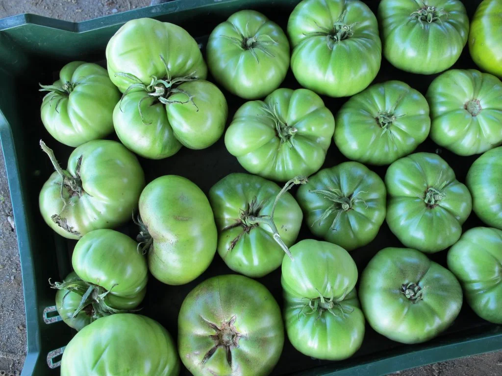 Green Tomatoes