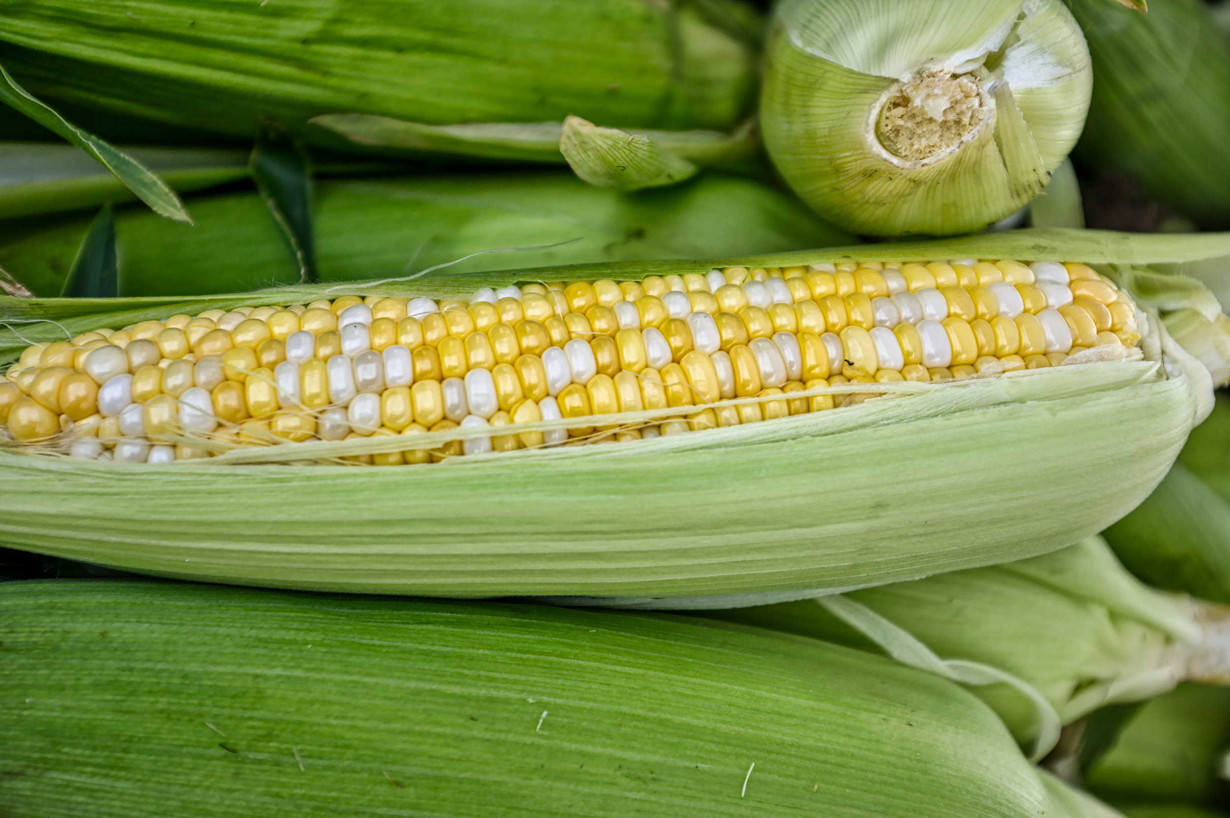 Sweet Corn, Fava Bean and Shiitake Salad