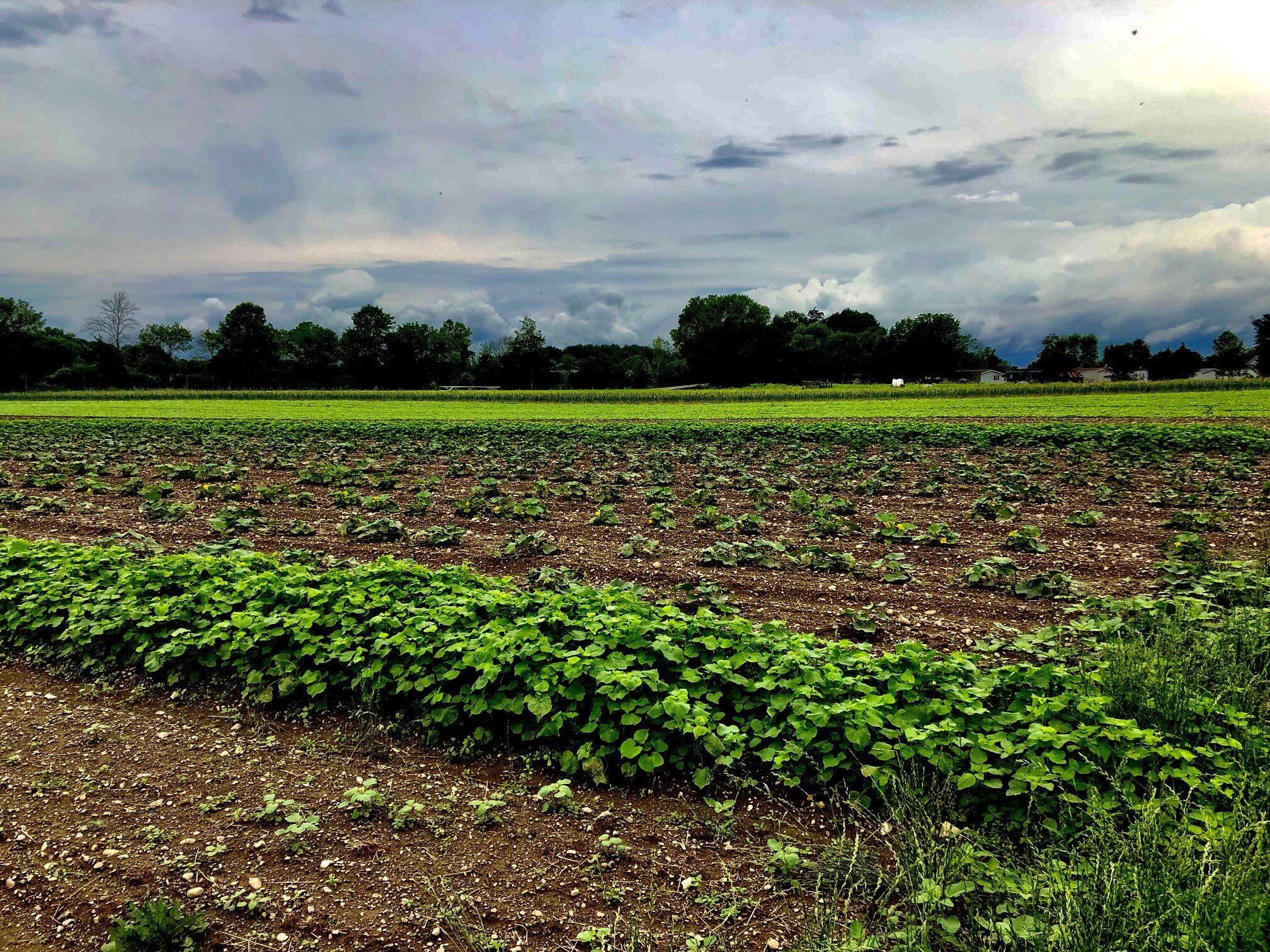 Great-Performances_Katchkie-Farm_CSA-2021_Field-Sky.jpg