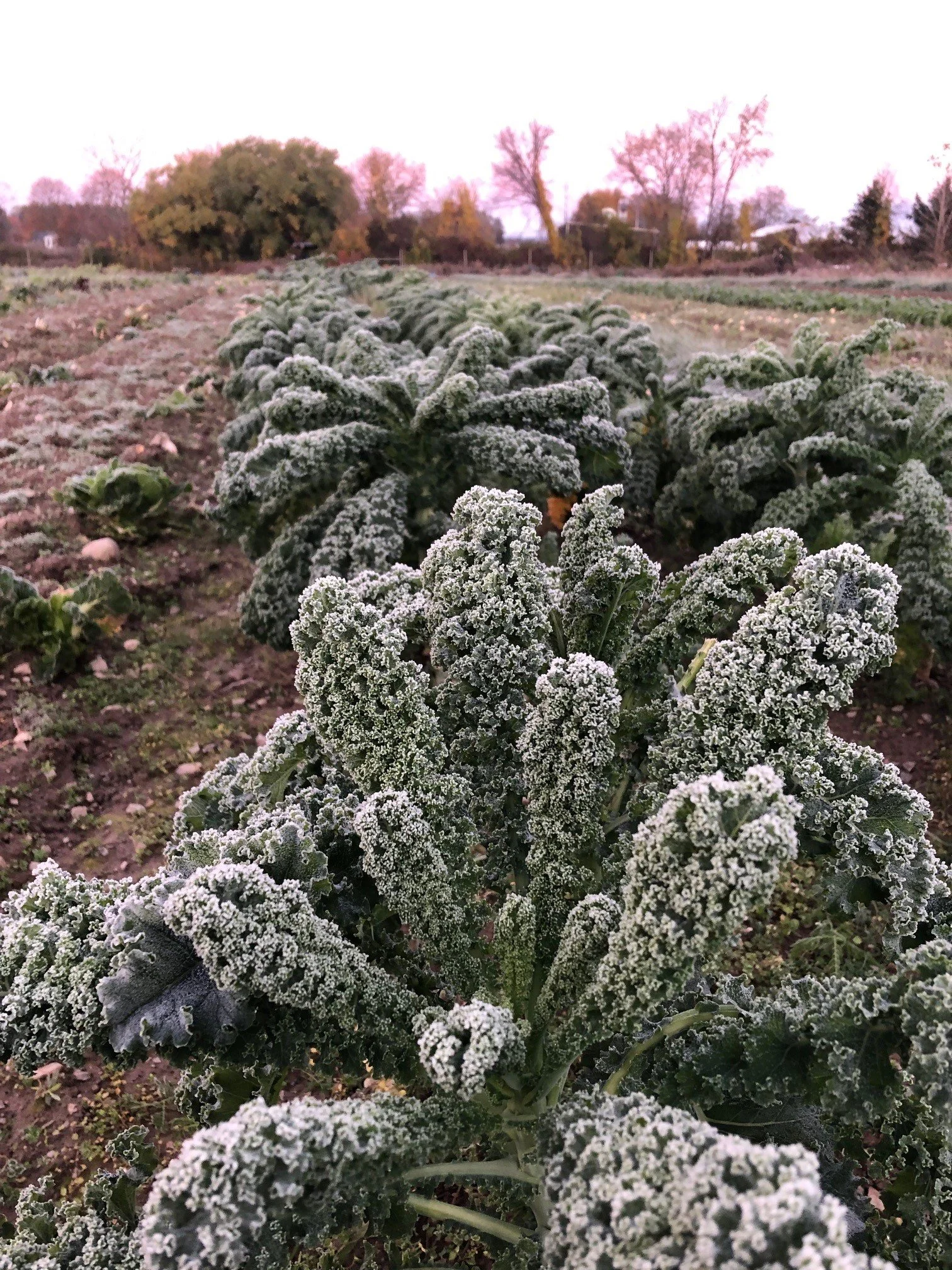 Great-Performances_Katchkie-Farm_CSA-2021_Frosty-Field.jpg