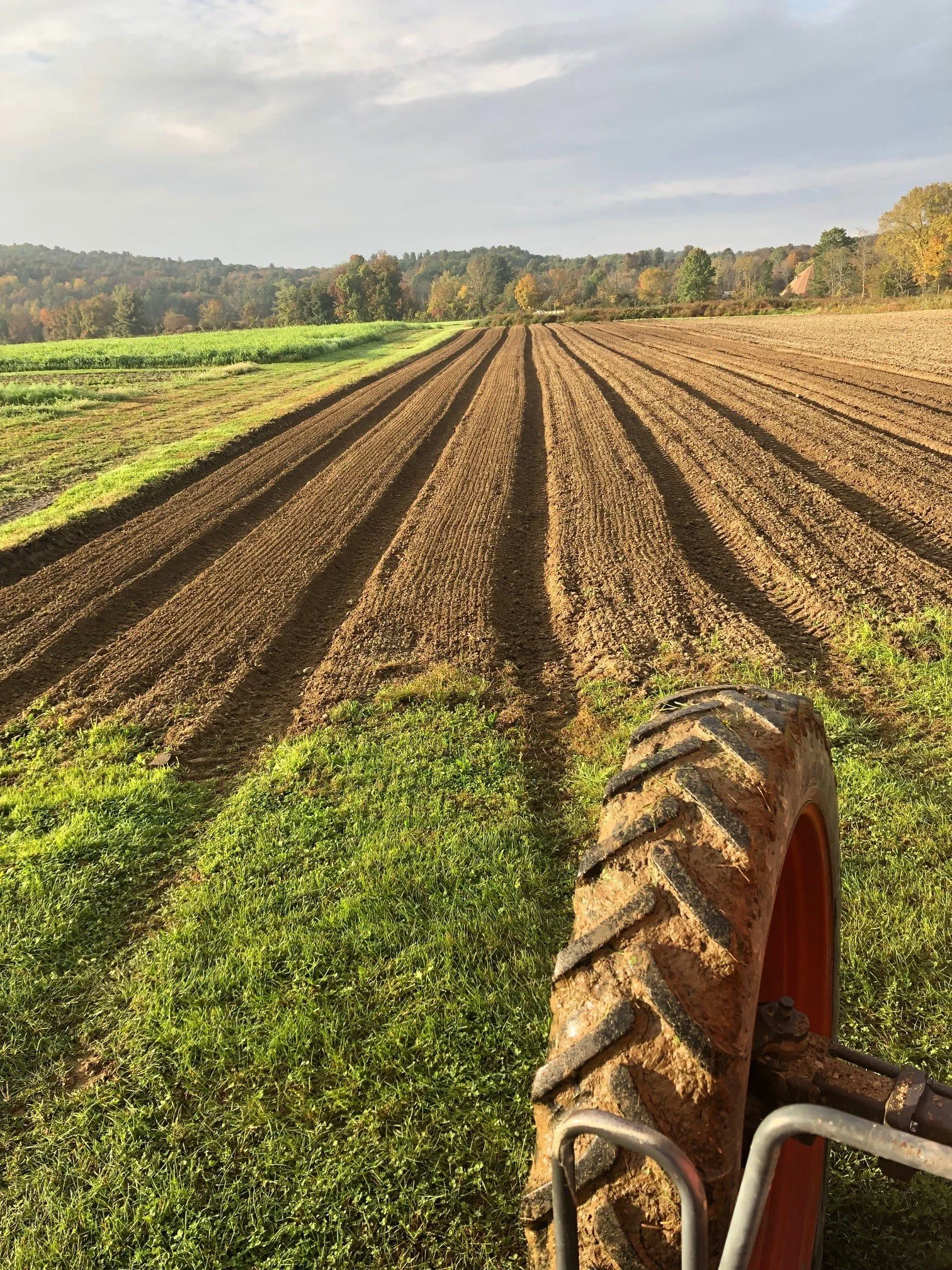 Great-Performances_Katchkie-Farm_CSA-2021_Garlic-Field.jpg