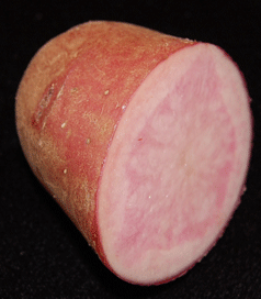 Adirondack Red and Adirondack Blue Potatoes