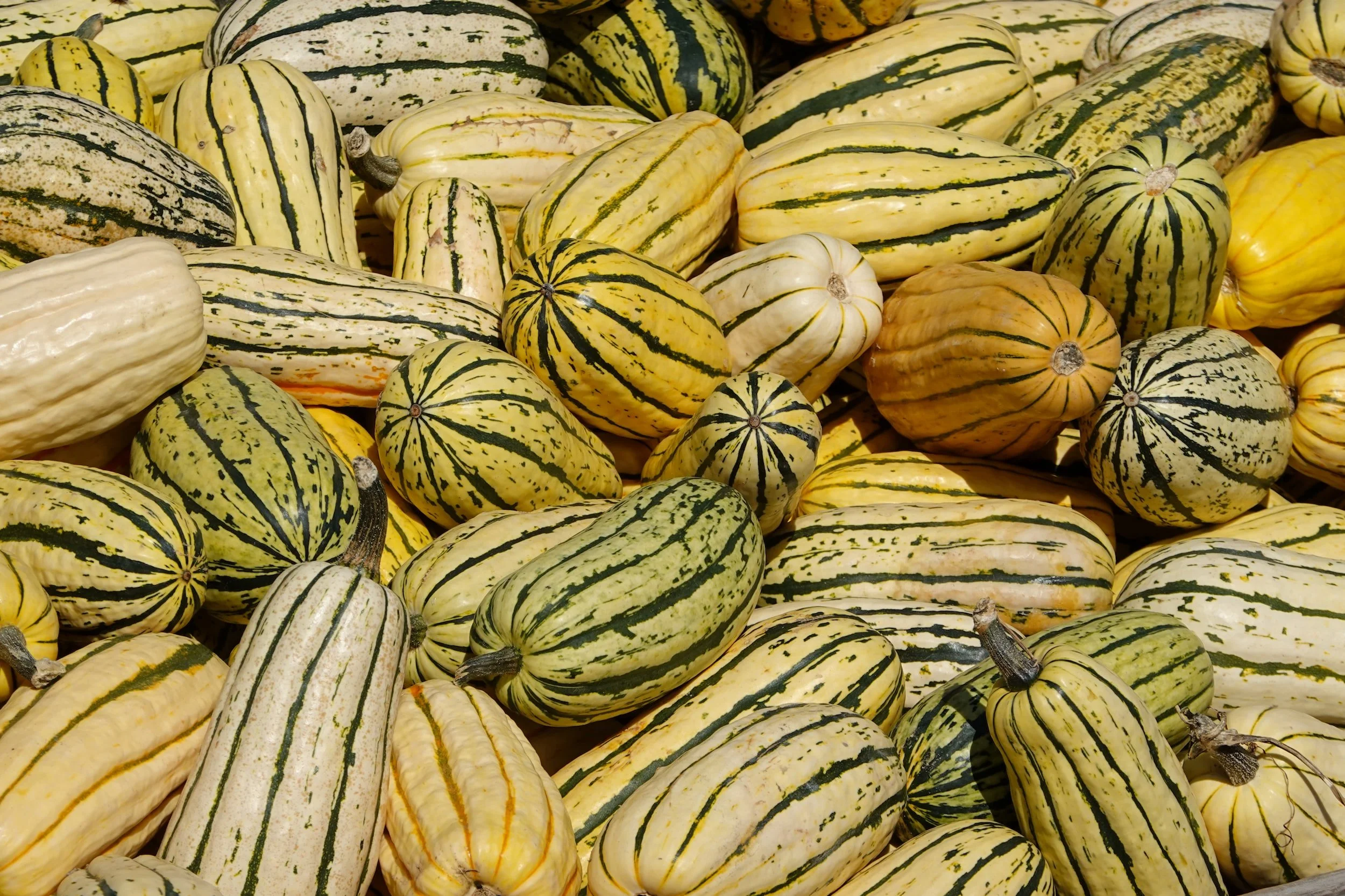 Delicata Squash