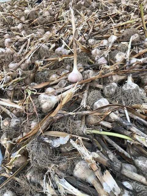 2023 CSA Farm Update: Week 6