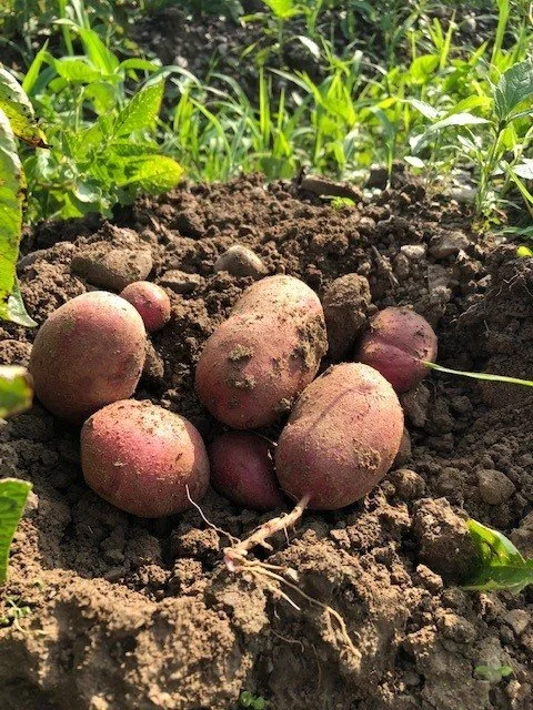 2023 CSA Farm Update: Week 7