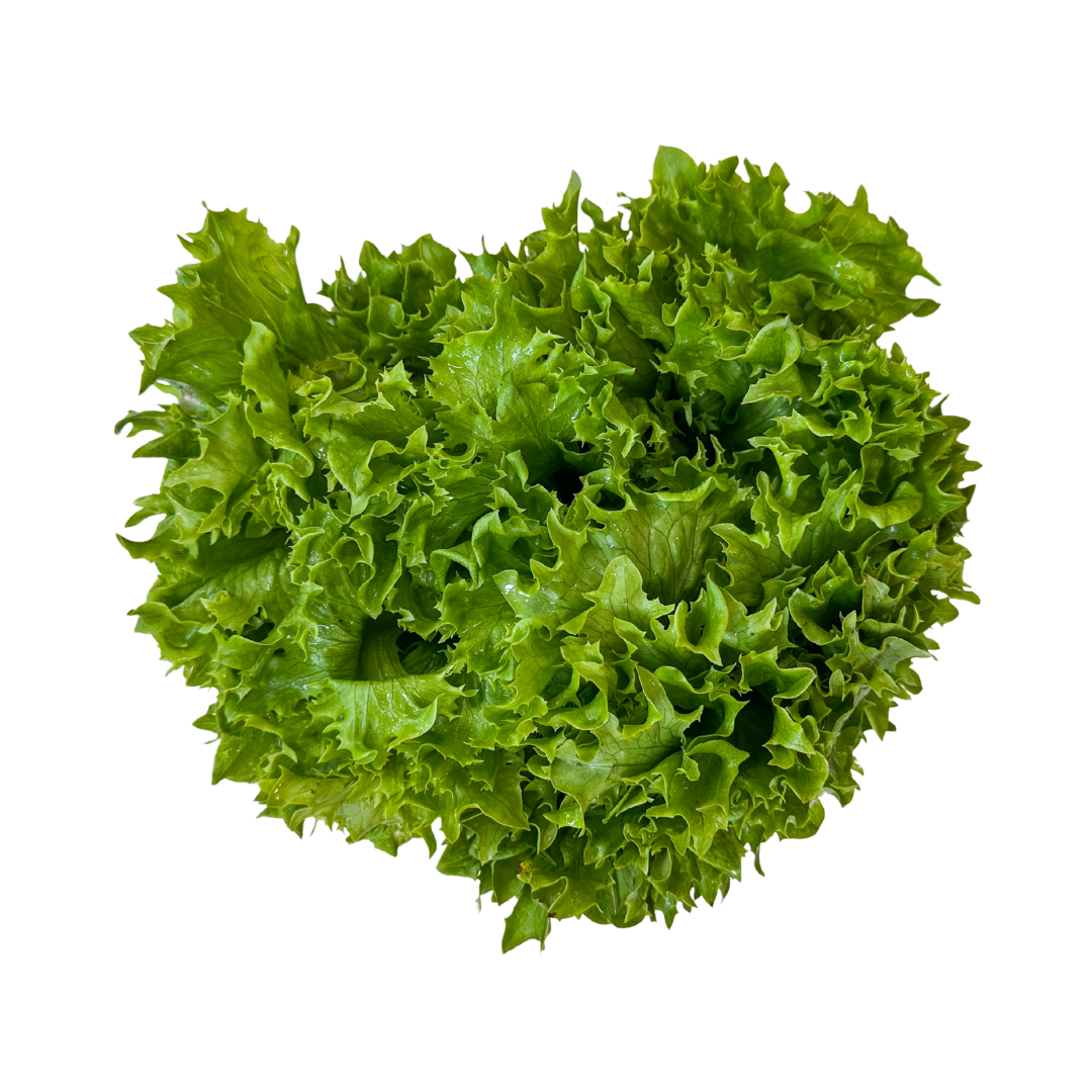 Green Leaf Lettuce