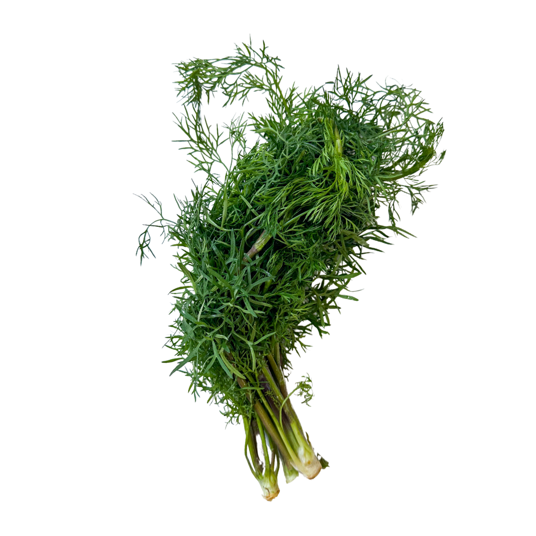 Delfino Cilantro
