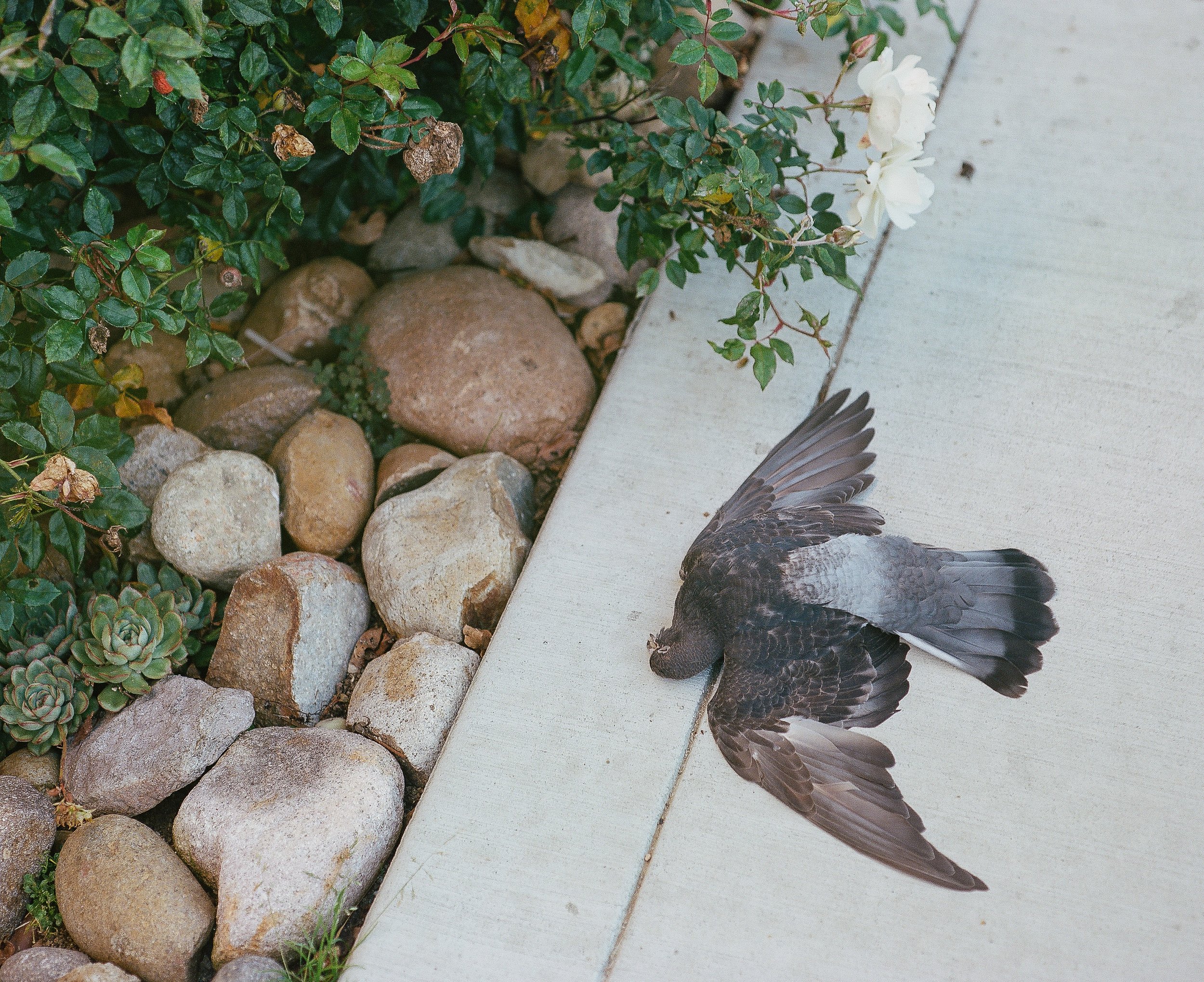 Death, Bird, Dove, San Diego, California, White Rose, Succulent, Pandemic, Loss, Kodak Portra, Film, Medium Format Film, Pentax