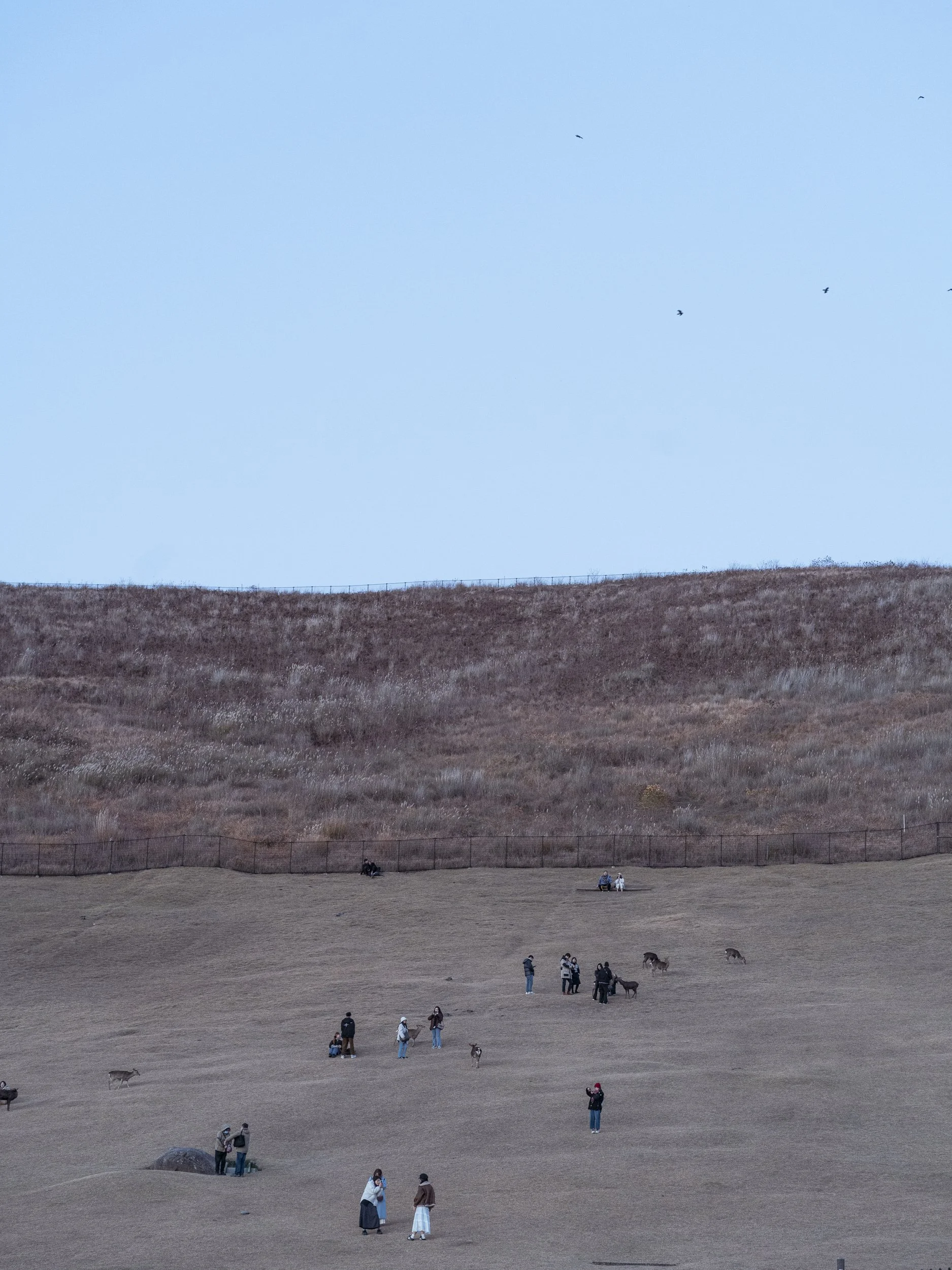 Nara, Deer, Japan, Nature, Tourism, Travel, Dusk, Minimalism, Asia