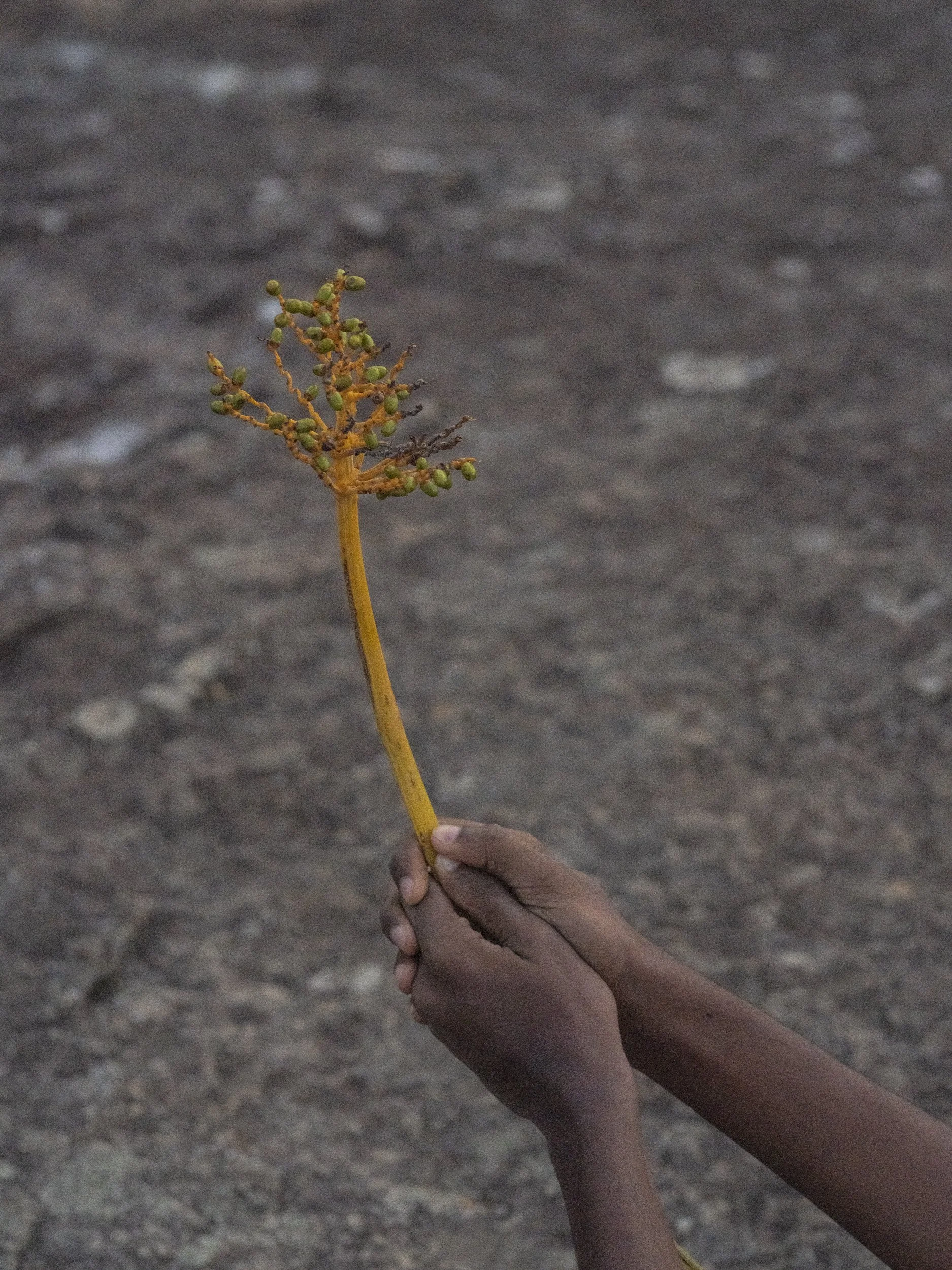 Plant, Nature, Asia, Hiking, India, Kerala, Munnar, Suryanelli, Hands