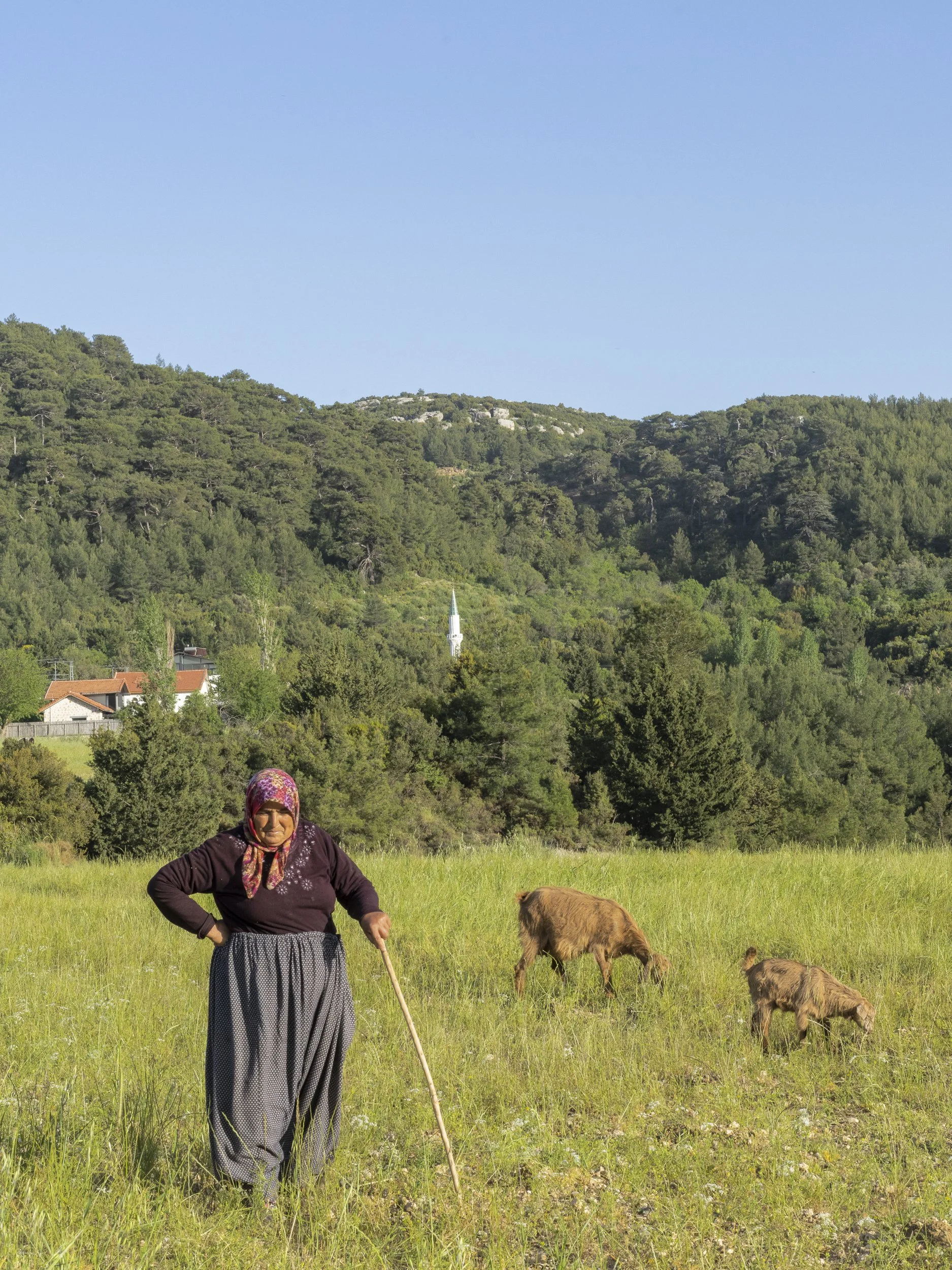 Goats, Livestock, Herder, Mosque, Türkiye, Turkey, Saribelen, Rural, Likya Yolu, Lycian Way, Turkish, Asia
