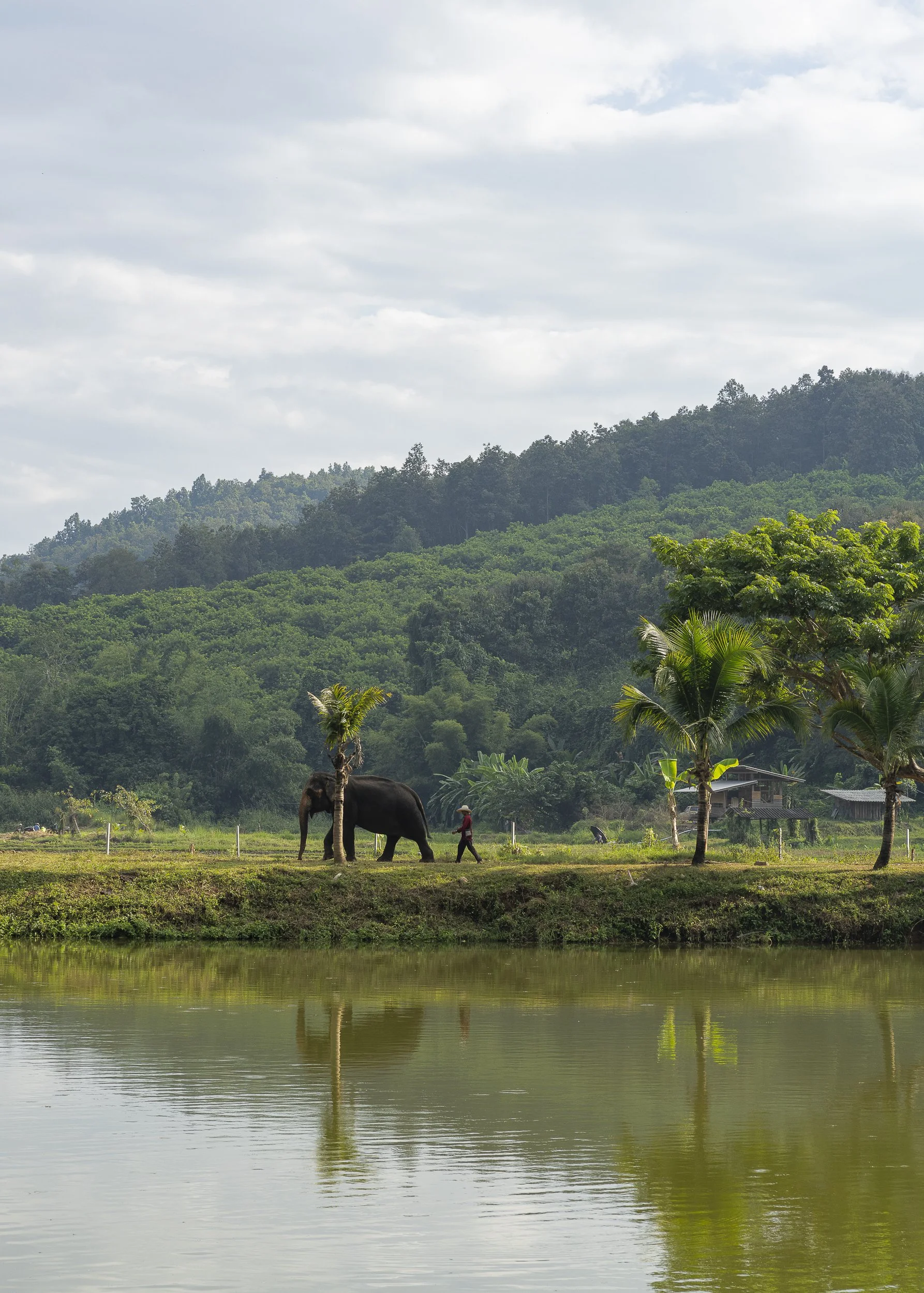 Elephant, Asian Elephant, Southeast Asia, Thailand, Chiang Mai, Nature, Mountains, Pond, Elephant Keeper