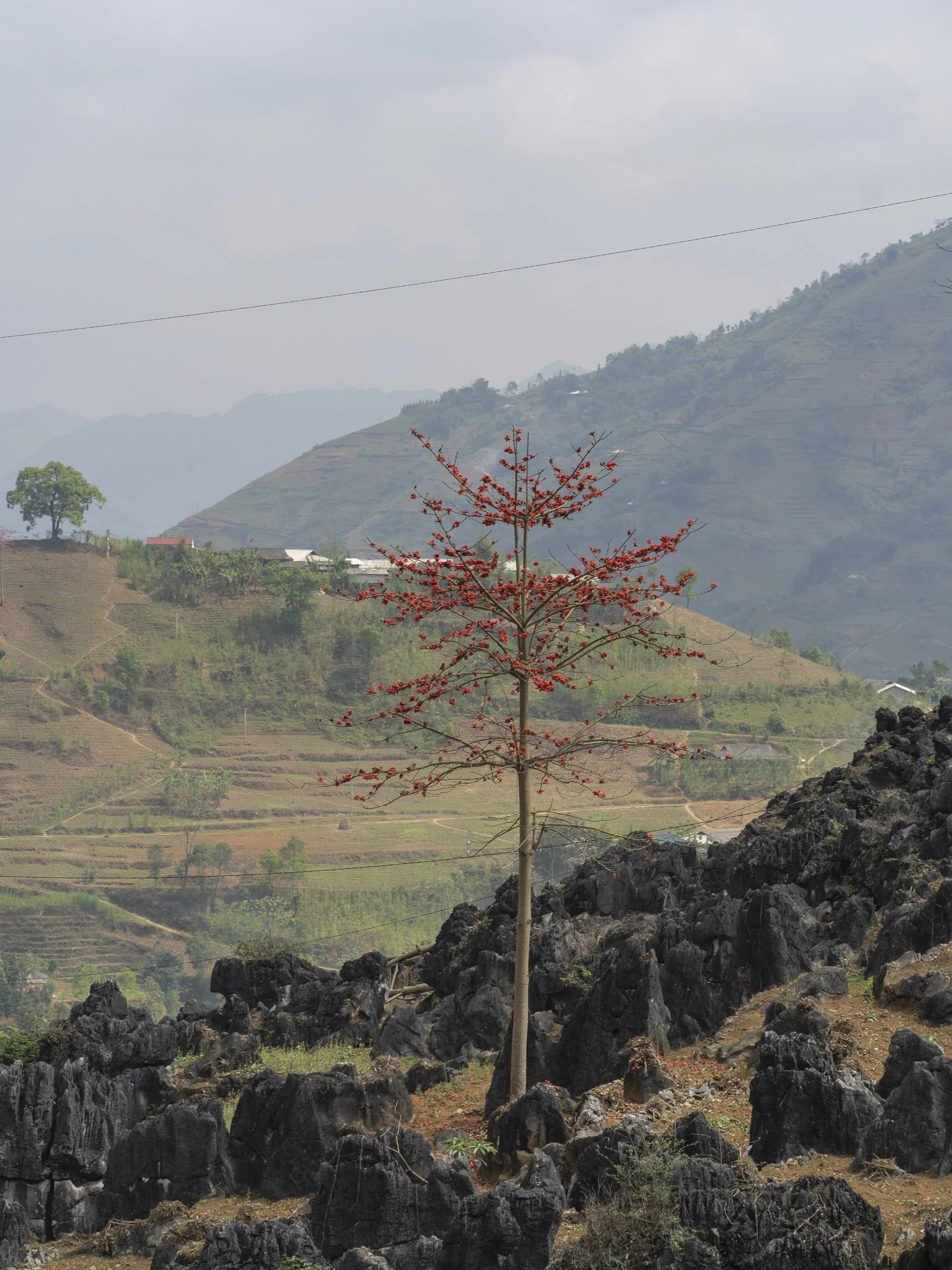 Red Silk-Cotton Trees, Bombax Ceiba, Red Flowers, Nature, Vietnam, Ha Giang Loop, Landscape, Southeast Asia