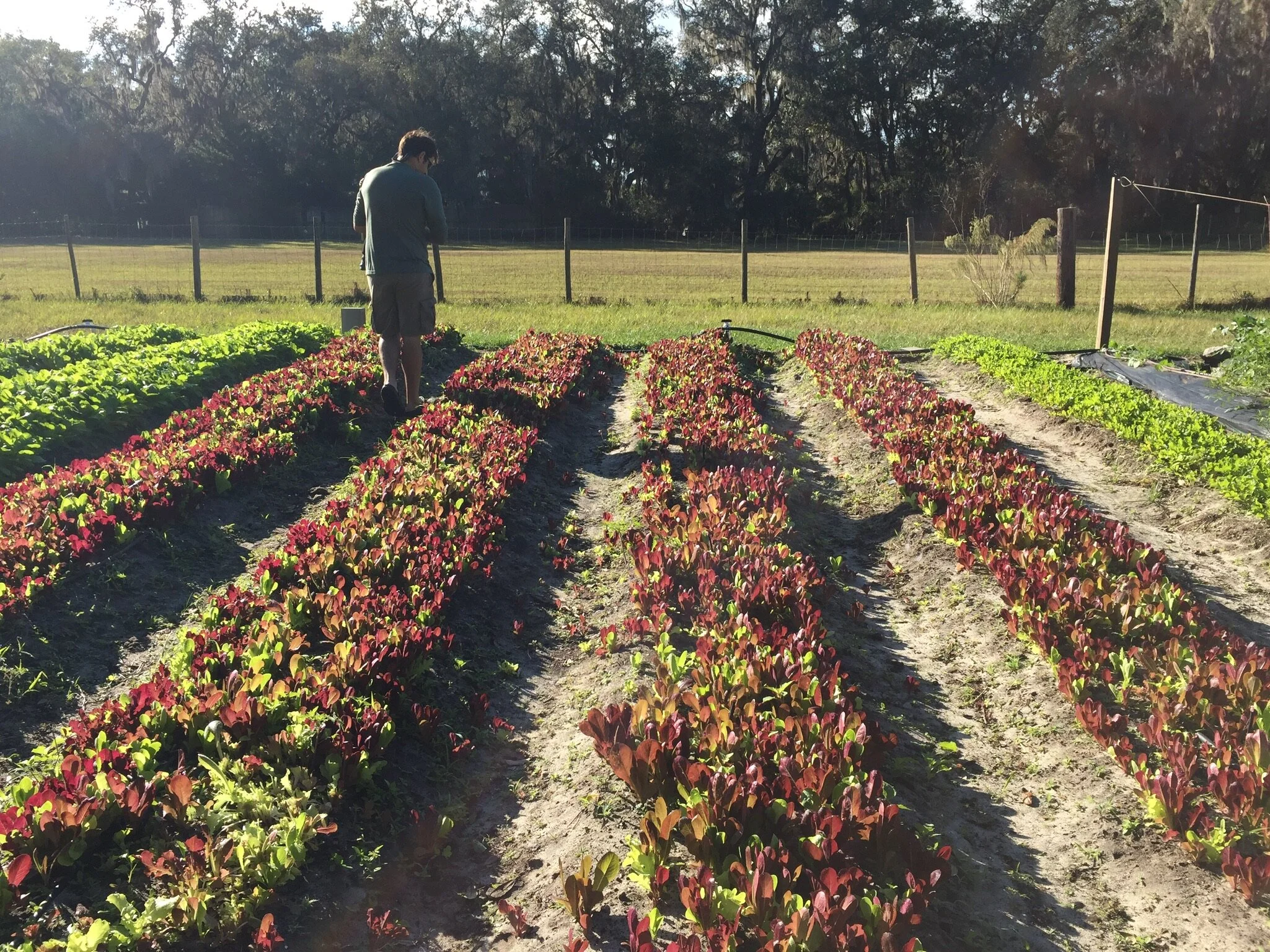 The easiest way to compost in Tampa Bay