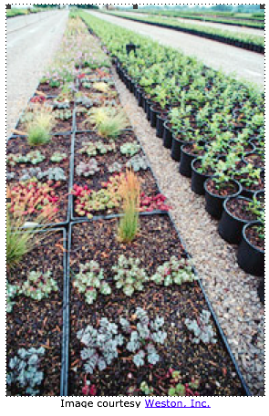 Drought-tolerant succulents are great plants for green roofs. 