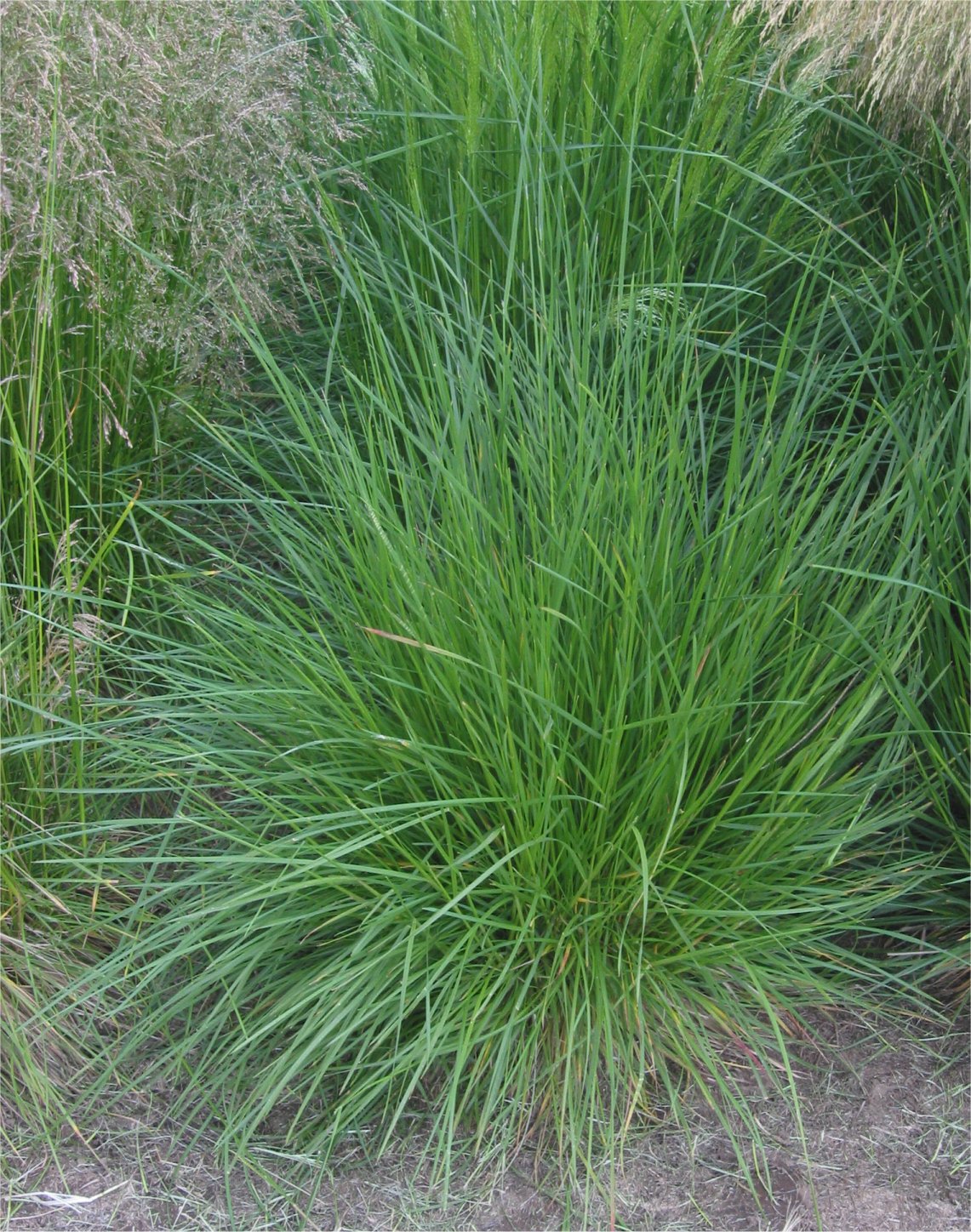 Ruwe_smele_plant_Deschampsia_cespitosa.jpg