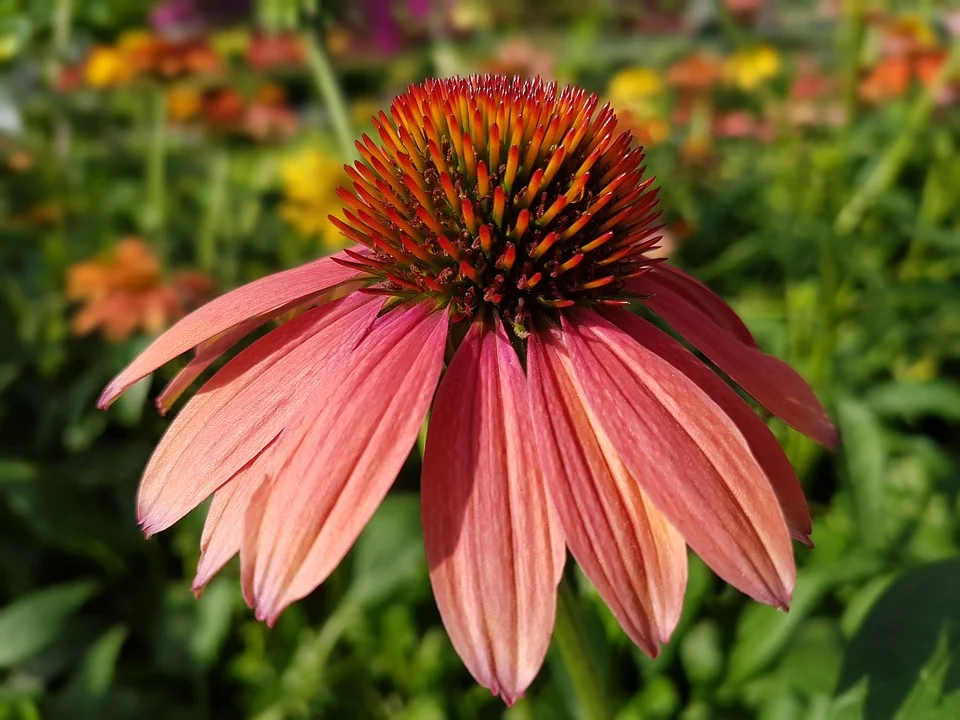Purple coneflowers don't HAVE to be purple. 