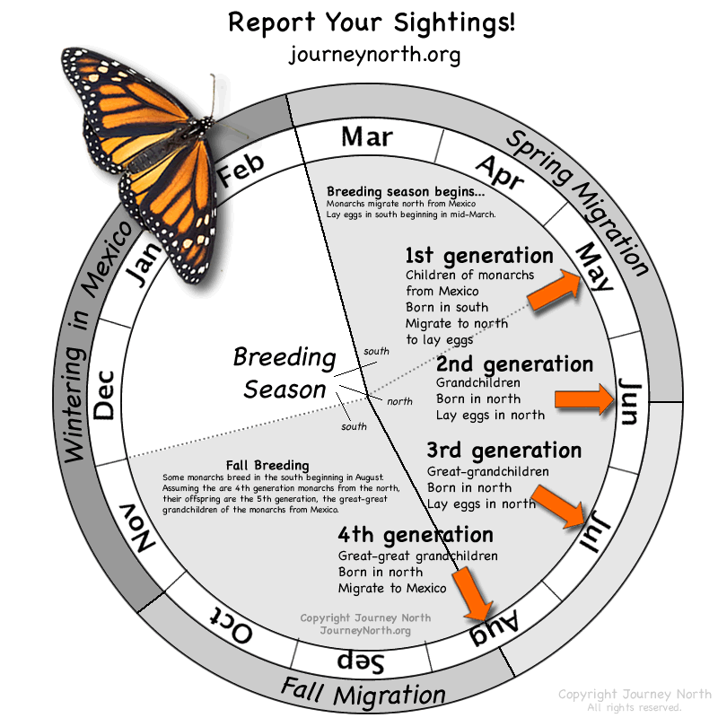 annual_cycle_wheel.gif