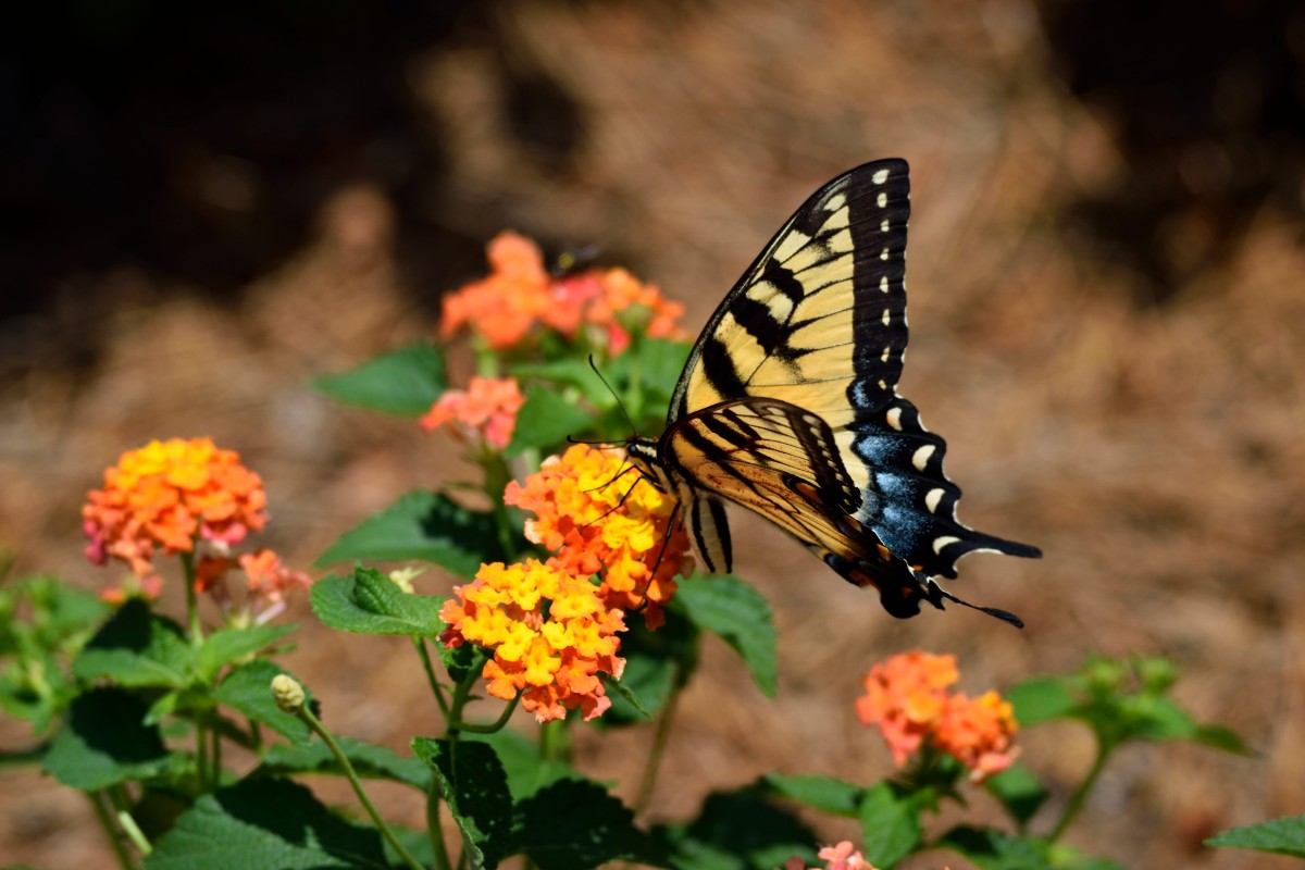 This tiger swallowtail is enjoying sipping nectar from an orange lantana. 