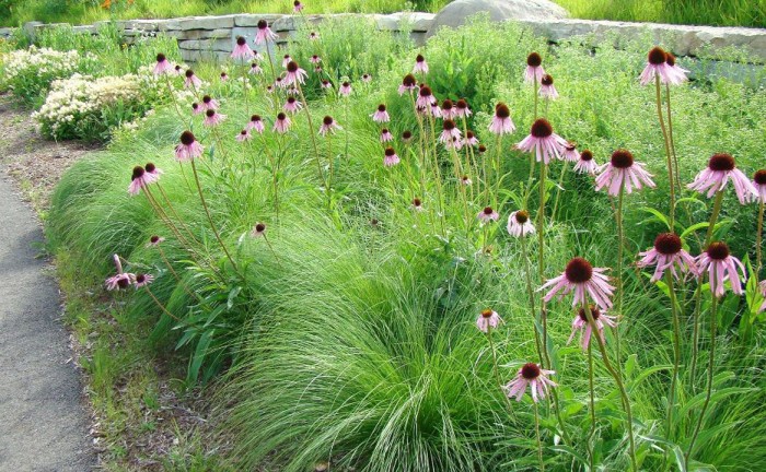 Native prairie dropseed is an elegant, mid-height grass that blends beautifully with wildflowers and other native grasses. 