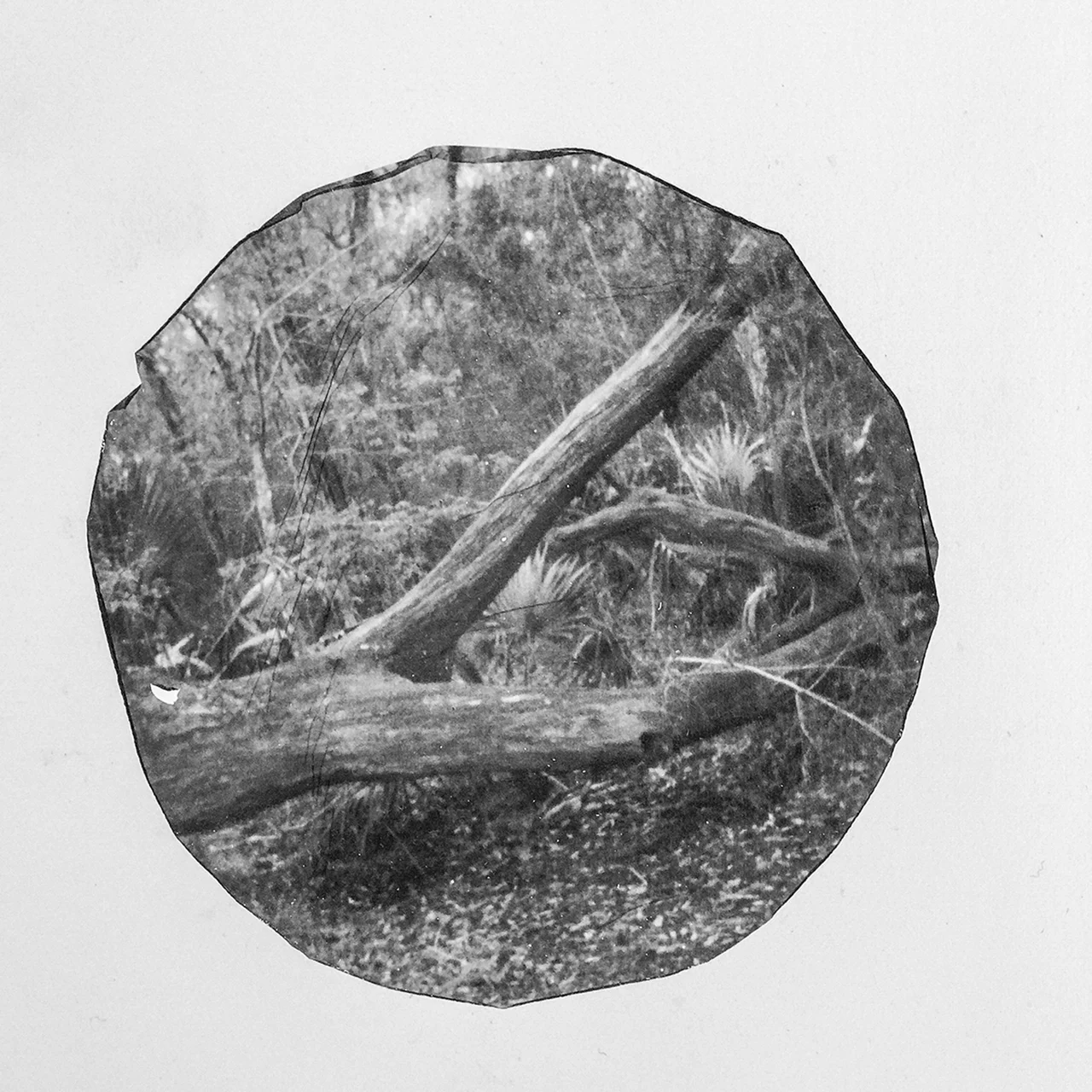 Lanieri_Eddie_Woman_With_A_Big_Stick_Chasing_Snakes.jpg