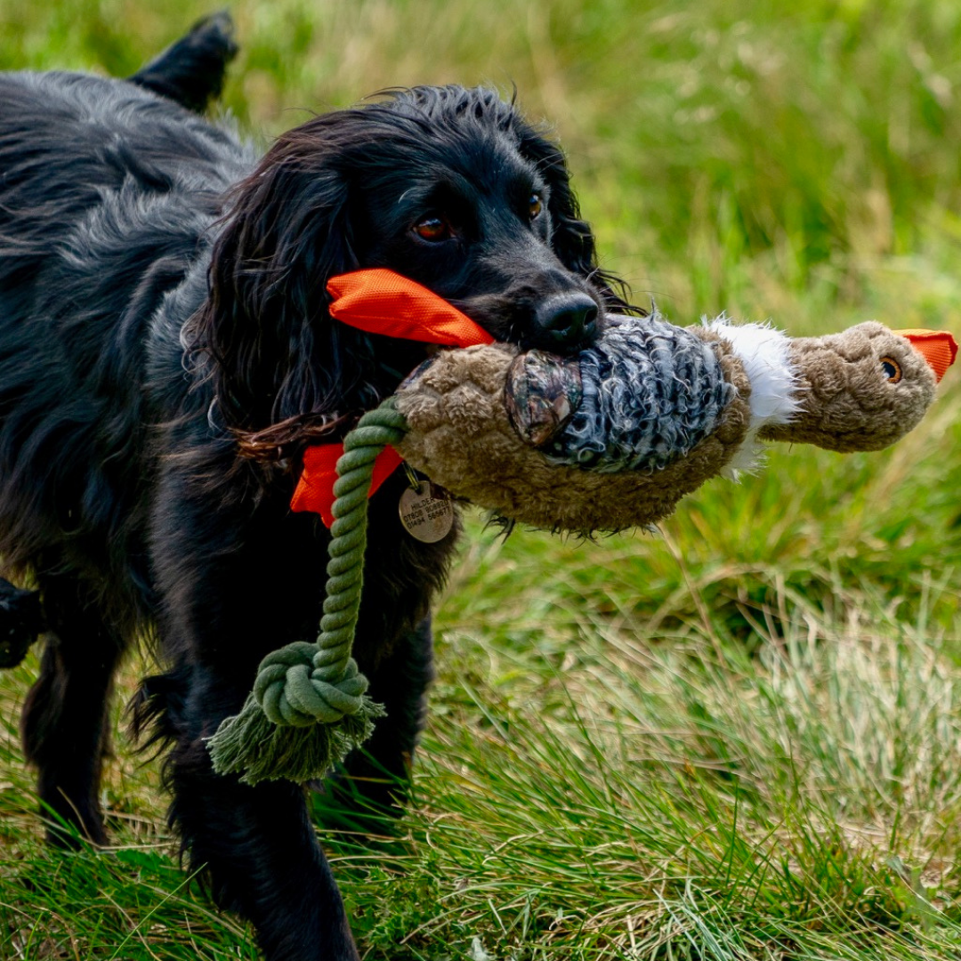 Gundog Fundamentals